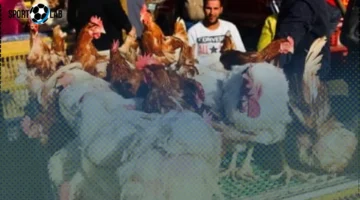 أسعار كيلو الفراخ البيضاء والبلدي والبط والحمام في الشرقية اليوم